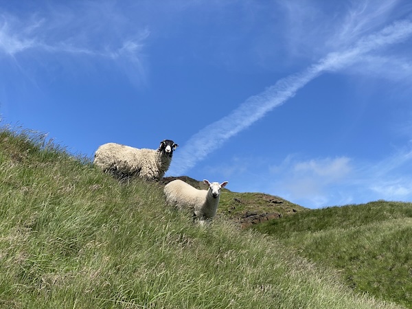 Two sheep looking at camera.